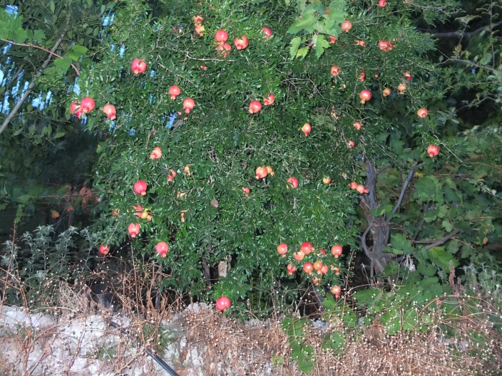 Pomegranate tree in Vuno, Albanian Riviera